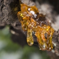 Amberwood-امبروود