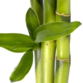 Bamboo-بامبو