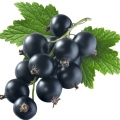 Black Currant-انگور فرنگی سیاه