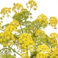 Galbanum-صمغ گالبانیوم