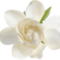 Gardenia-گاردنیا