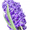  Hyacinth-سنبل
