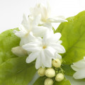Jasmine-گل یاس