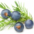 Juniper Berries-دانه سرو کوهی