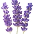Lavender-اسطوخدوس