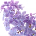Lilac-یاس بنفش