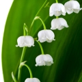 Lily-of-the-Valley-گل برف