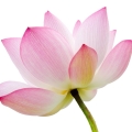 Lotus-لاله مردابی