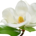 Magnolia-مگنولیا