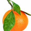 Mandarin Orange-پرتقال ماندارین