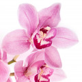 Orchid-گل ارکیده
