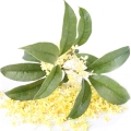 Osmanthus-گل اوسمانتوس (چای زیتون)