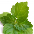  Patchouli-نعناع هندی