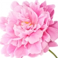 Peony-گل صدتومانی