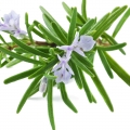 Rosemary-رزماری