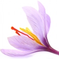Saffron-زعفران