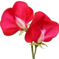 Sweet Pea-گل نخود
