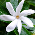 Tiare Flower-یاس تاهیتی