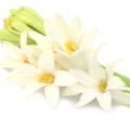 Tuberose-گل مریم
