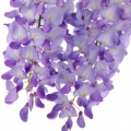 Wisteria-گل ویستریا