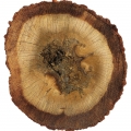 Agarwood (Oud)-عود