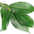 Bay Leaf-برگ خشک برگبو