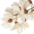 Black Locust-اقاقیای سیاه