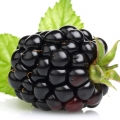 Blackberry-توت سیاه