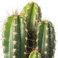 Cactus-کاکتوس