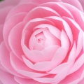 Camellia-گل کاملیا
