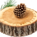 Cedar-چوب سدر