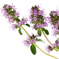 Clary Sage-سالویا اسکلاریا (مریم گلی مرموک)