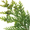 Cypress-سرو