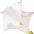 Datura-گل تاتوره