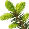Fir-درخت نراد
