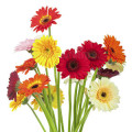  Floral Notes-روایح گلی