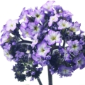 Heliotrope-گل آفتاب پرست