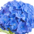 Hortensia-گل ادریسی