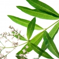 Lemon Verbena-به لیمو