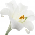Lily-گل سوسن