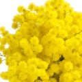  Mimosa-گل ابریشم