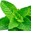 Mint-نعناع