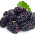 Mulberry-شاه توت