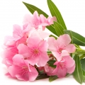  Nerium Oleander-گل خرزهره