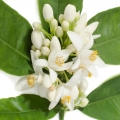  Neroli-بهار نارنج
