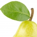 Pear Leaf-برگ درخت گلابی