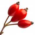  Rose Hip-میوه گل رز