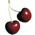 Sour Cherry-آلبالو