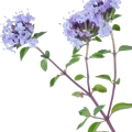 Thyme-آویشن