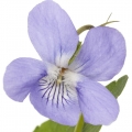 Violet-گل بنفشه